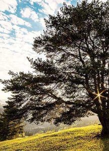 Tree on a hill